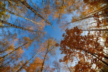 Sonbahar ağaçları deseni. Sonbahar ormanındaki ağaçların alt manzarası