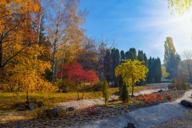 Kırmızı ve sarı renkli ağaçlar ile güzel sonbahar park. Sonbahar Doğa Manzara.