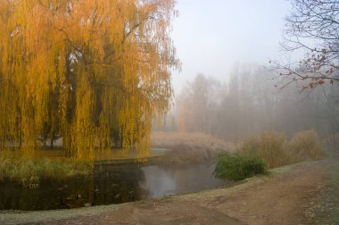 Sonbahar park su birikintisi üzerinde ağlayan söğüt ağacı. Puslu sisli sonbahar günü.