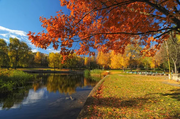 Schöner Herbstlicher Park Mit Bunten Bäumen Zweig Mit Roten Blättern — Stockfoto