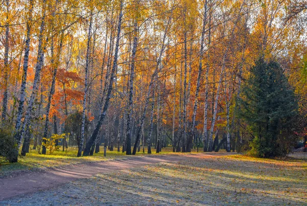 Piękny Poranek Jesienny Park Golden Brzozy Jesienny Krajobraz Natura — Zdjęcie stockowe