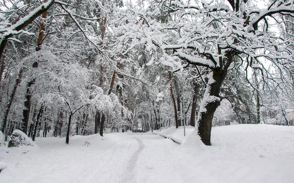 Allee Von Bäumen Mit Neuschnee Winterpark Bedeckt — Stockfoto