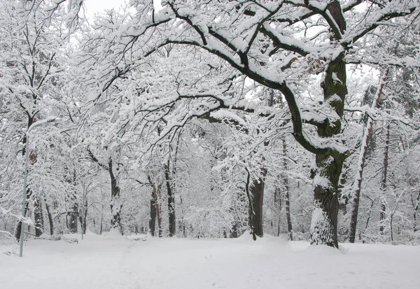 Allee Von Bäumen Mit Neuschnee Winterpark Bedeckt — Stockfoto