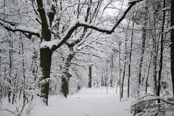 Allee Von Bäumen Mit Neuschnee Winterpark Bedeckt — Stockfoto