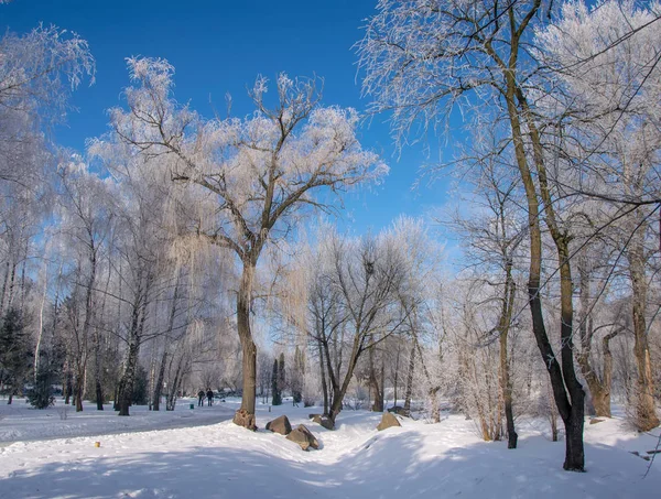 Вид Зимовий Парк Мальовничими Деревами Вкритими Морозами Сонячний День — стокове фото