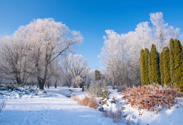 Malerischer Blick Auf Den Winterpark Mit Malerischen Bäumen Die Sonnigen — Stockfoto