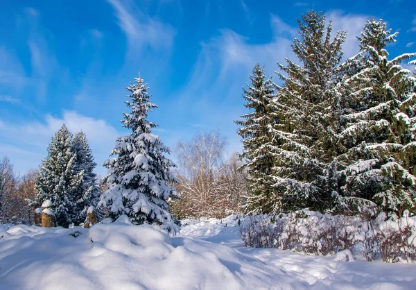 Tannenbäume Mit Neuschnee Bedeckt Winterpark Sonnigen Tagen Mit Malerischem Himmelshintergrund — Stockfoto