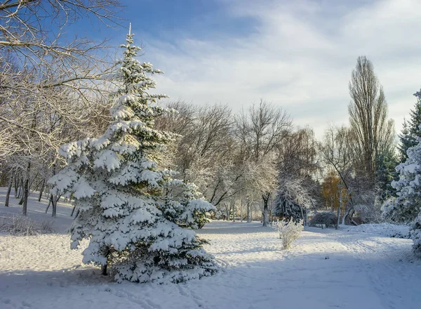 Winter Scenery Fir Tree Covered Fresh Snow Snowy Park Sunny — Stock Photo, Image