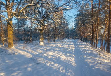 Güneşli sabah taze kar kış ormandaki ağaçlar sokak kaplı