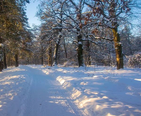Allee Von Bäumen Mit Neuschnee Bedeckt Winter Wald Der Morgensonne — Stockfoto