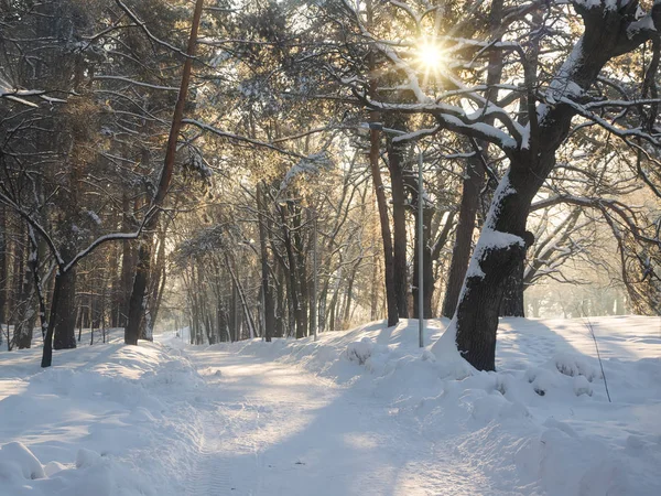 Sonnenbeschienene Gasse Winterpark Morgen Bäume Mit Neuschnee Bedeckt — Stockfoto