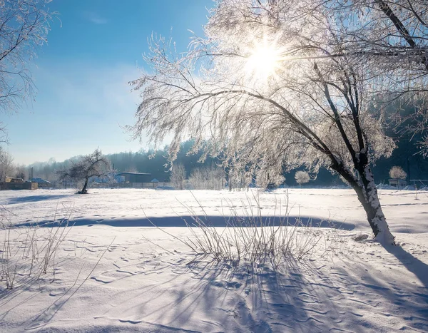 Malerischen Blick Auf Den Malerischen Baum Durch Frost Sonnigen Morgen — Stockfoto