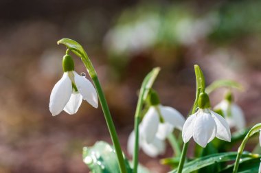 Güzel kardelen bahar ormandaki çiğ damlaları ile. İhale bahar çiçekleri kardelen habercilere ısınma baharın gelişini sembolize. Çiçek açan çiçekler bahar ormanın doğal görünümü