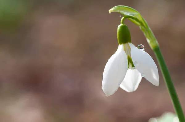 Belle Chute Neige Avec Gouttes Rosée Dans Forêt Printanière Vue — Photo