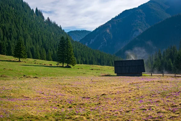 Vackra Chocholowska Clearing Med Historiska Shepherd Hut Tatrabergen Polen Springtime — Stockfoto