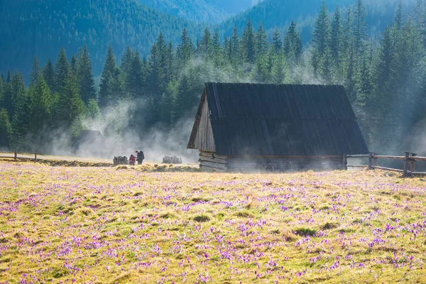 Vackra Chocholowska Clearing Med Blommande Krokusar Äng Förgrunden Och Historiska — Stockfoto