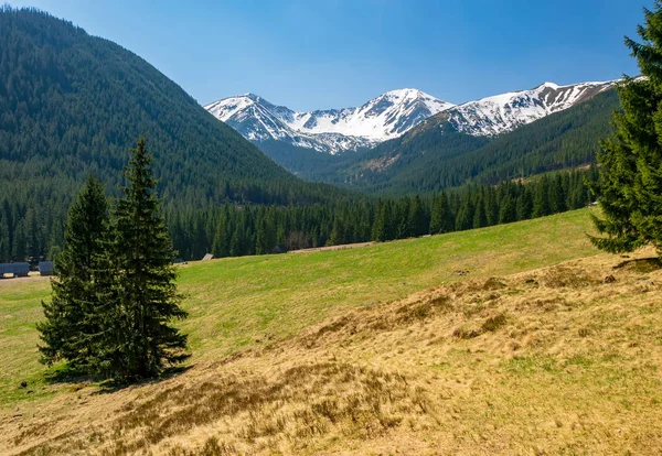 Beautiful Chocholowska Clearing with snowcapped mountains in the background, Tatra Mountains, Poland at sunny spring day