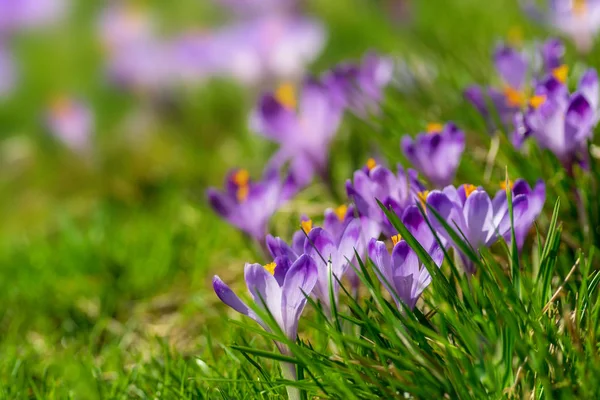 Lila Krokusblüten Blühen Auf Der Frühlingswiese Zarte Frühlingsblumen Krokusse Als — Stockfoto