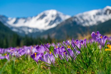 Güzel çayır mor çiçek açan ile çiğdemler snowcaped dağlar arka plan üzerinde. Chocholowska Vadisi, Tatra Dağları, Karpatlar, Polonya