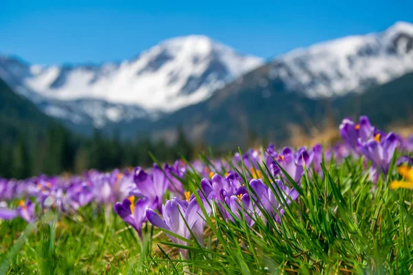 Vackra Äng Med Blommande Lila Krokusar Snowcaped Bergen Bakgrund Chocholowska — Stockfoto