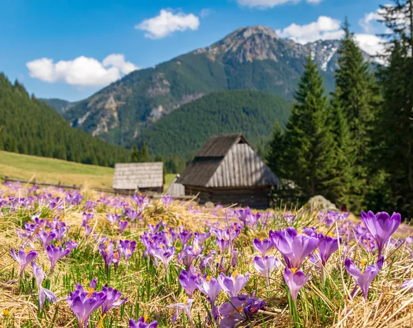 Krásná Louka Kvetoucí Fialové Krokusy Dřevěná Bouda Hory Pozadí Chocholowska — Stock fotografie