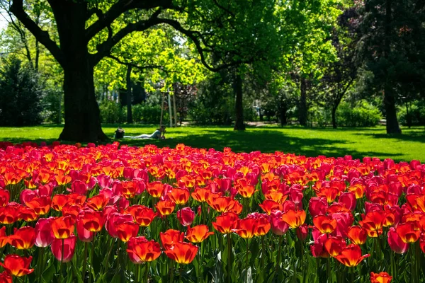 Blühende Rote Tulpen Rathauspark Der Nähe Des Stadthauses Wien Österreich — Stockfoto