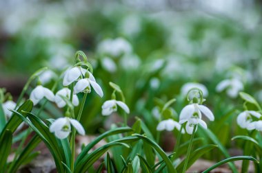 İlkbahar ormanlarında ilk güzel çiçekler.