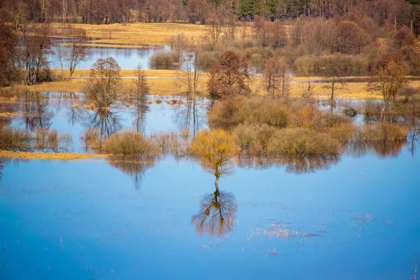 Flooded trees during high water at spring time, Snov river, Ukraine