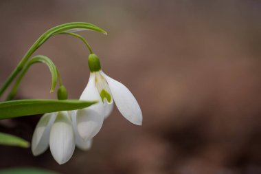 Kuru sarı yapraklar bokeh arka plan üzerinde Beautifull kardelenler