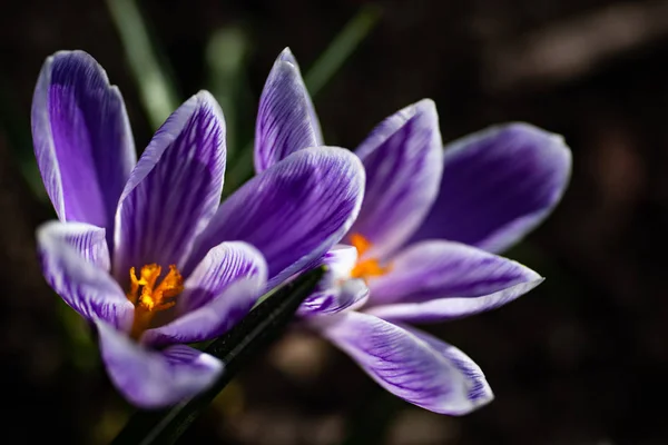 Scenic view of blooming spring crocuses growing on flower bed — Stock Photo, Image