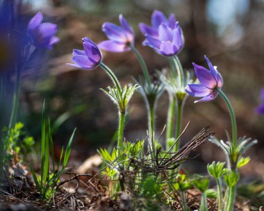 Güneşli bahar ormanında Pasque veya anemone çiçekleri