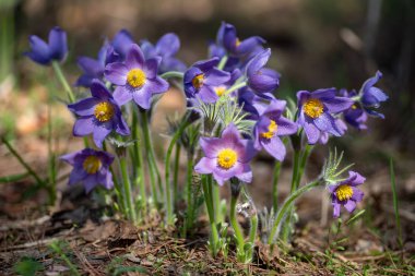 Pasque veya güneşli bahar ormanında çiy damlaları ile anemon çiçekleri