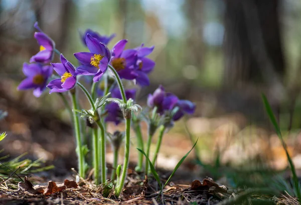 Pasque- oder Anemonenblüten im sonnigen Frühlingswald — Stockfoto