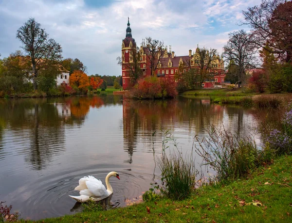 Sonbahar akşamı ünlü Muskau Park'ta gölette kuğu. Almanya. Unesco Dünya Mirası