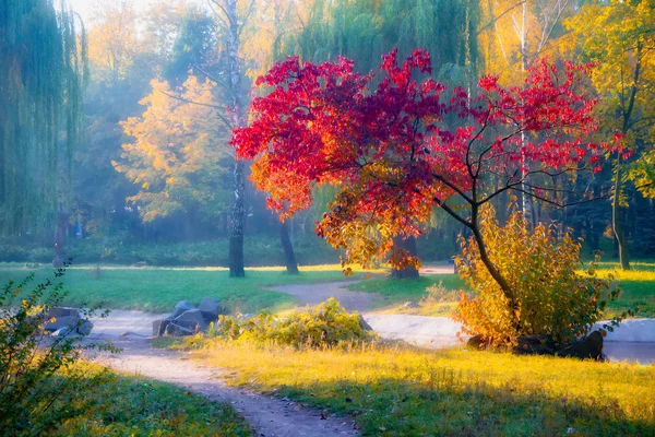 Güneşli sonbahar parkında kırmızı yaprakları ile Ağaç