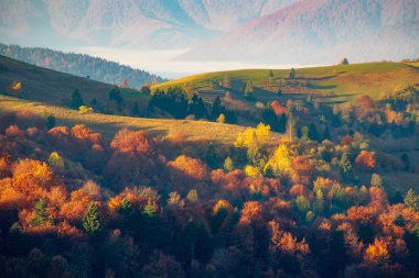 Gün doğumunda Karpat dağlarında renkli sonbahar manzarası, Ukrayna