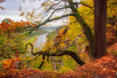 Podzimní scenérie se zakřiveným stromem na kraji, pohoří Elbe Sandstone a údolí Labe. Saské Švýcarsko, Německo