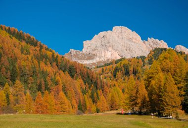 Güneşin doğuşuyla parlayan sarı ağaçların inanılmaz manzarası. Val Gardena, Dolomite Alpleri, İtalya