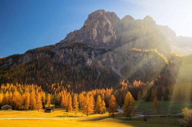 Güneşin doğuşuyla parlayan sarı ağaçların inanılmaz manzarası. Alta Badia, Dolomite Alpleri, İtalya