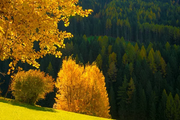 Sarı ağaç, Alpe di Siusi, Dolomit Alpler, İtalya ile dağlarda doğal sonbahar peyzaj. — Stok fotoğraf