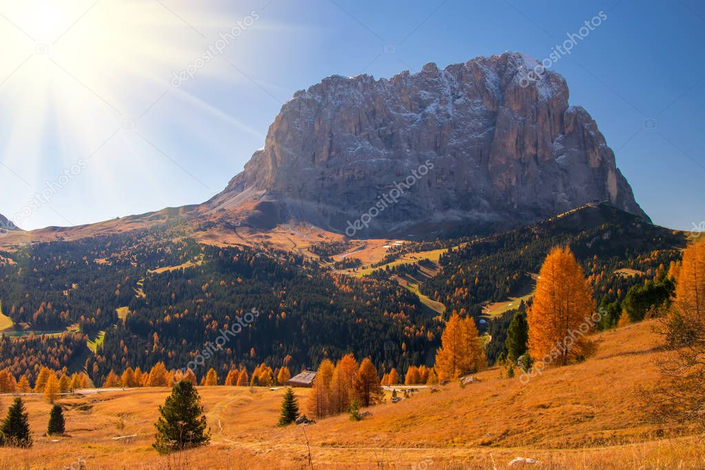 Autumn scenery in Dolomite Alps with beautiful yellow larch trees and Sassolungo mountain on background