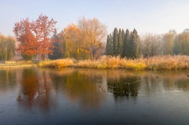 Sonbahar parkındaki ilk don. Suya yansıyan renkli ağaçlar
