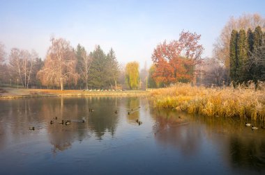 Suya yansıyan renkli ağaçlar ile güzel sonbahar park