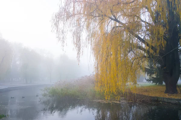 Sauce llorón sobre el estanque en el parque de otoño. Niebla brumosa día de otoño — Foto de Stock