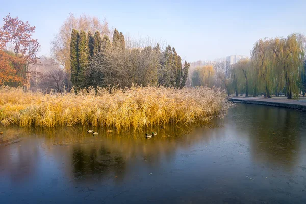 Primera helada en el parque de otoño. Caña y árboles reflejados en el agua — Foto de Stock