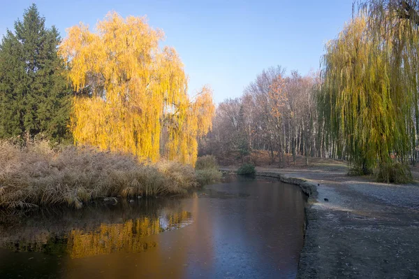 Sauce llorón sobre el estanque en el parque de otoño. Día soleado de otoño — Foto de Stock
