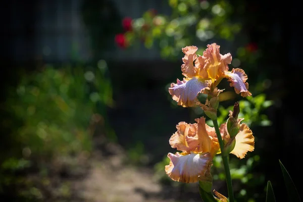 Multicolored Iris Flowers Summer Garden Bright Orange Blue Flowers Drops — Stock Photo, Image