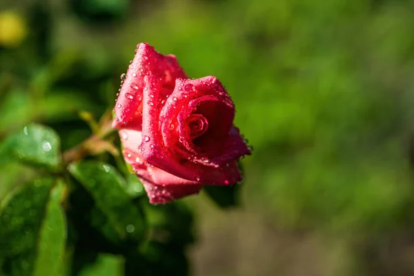 Piękny Różowy Kwiat Róży Kropli Rosy Zielonym Natura Bokeh Tło — Zdjęcie stockowe