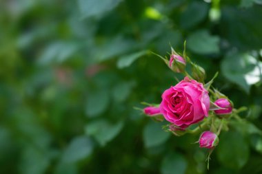 Yeşil doğa arkaplanındaki güzel pembe gül çiçeği.