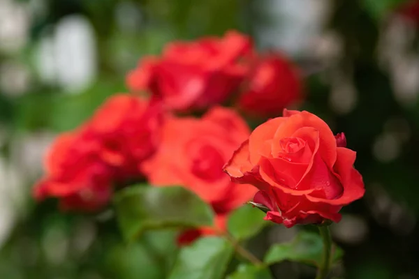 Piękne Czerwone Róże Kwiaty Zielonym Tle Natura Bokeh — Zdjęcie stockowe